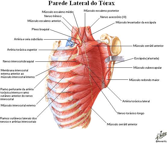 41 DIAFRAGMA O - esterno, cartilagens costais, costelas, e L1 e L2 I - tendão central A -