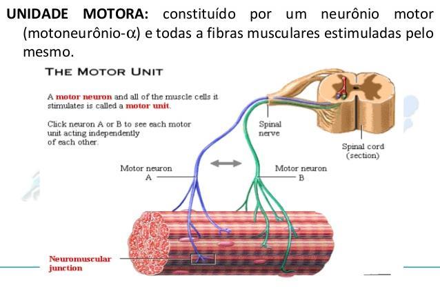 Unidade motora fibra nervosa + conjunto de