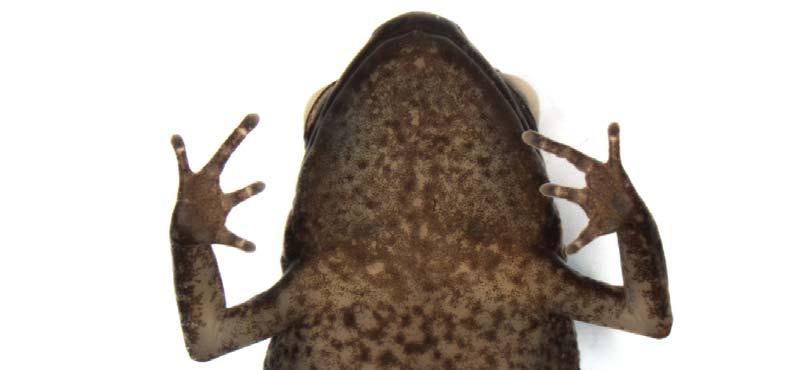 Figure 4 1) Ventral view of a specimen of Adelophryne baturitensis from