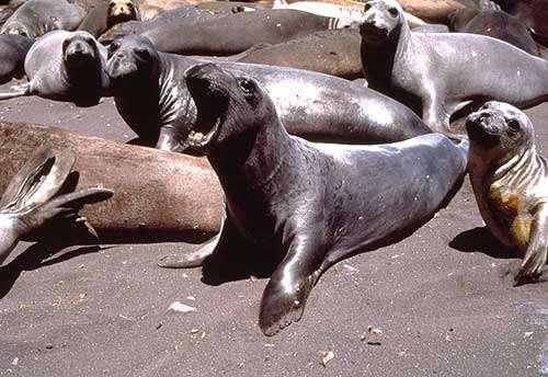 Um exemplo extremo do efeito de gargalo é provido pelo elefantemarinho-do-norte (Mirounga angustirostris).