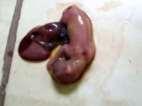 Slide 77 Sinais clínicos Aborto (gatas prenhes não vacinadas); Fetos podem nascer com a infecção e morrem em 2-3 semanas;