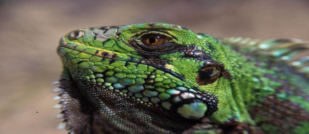 Entre os biomas com mais chances de aparecer nas provas estão: Caatinga É um bioma presente no interior do Nordeste.