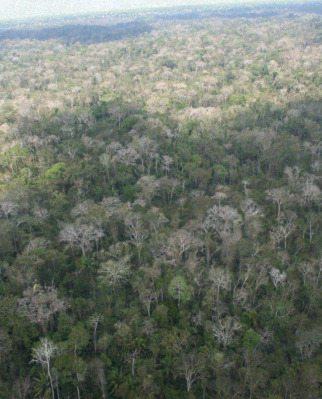 Ferreira (2014) discute a conservação e o manejo dessas florestas e sugere que a exploração madeireira poderá favorecer a expansão do bambu e que os riscos de incêndios nas mesmas são naturalmente
