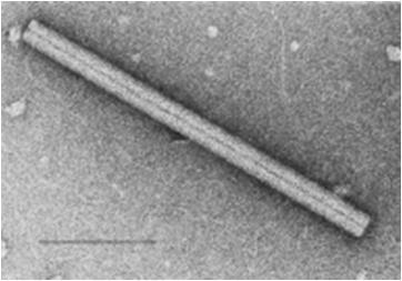 tabaco Raiva Influenza Ebola Fig12.