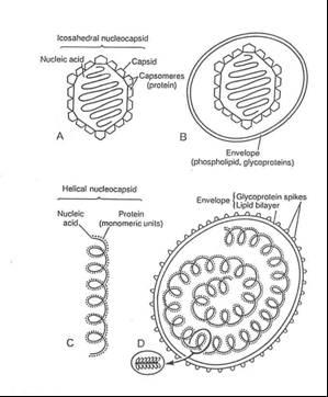 Fig13