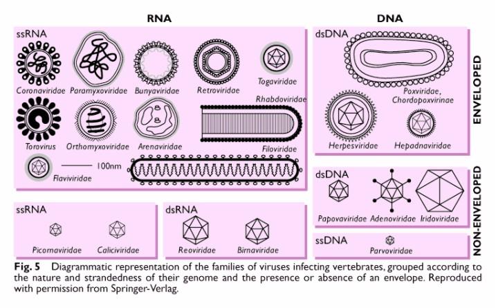 Classificação dos vírus As famílias de vírus podem ser separadas por apresentarem genomas compostos por RNA ou DNA. À Fig15 ( Fig.