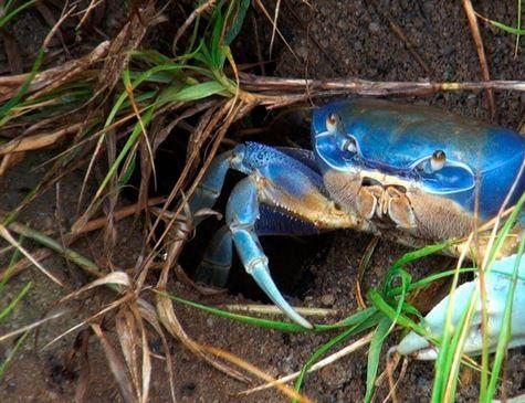 Aspectos biológicos de alguns caranguejos: Caranguejos de grande porte, essa espécie possui carapaça azulada, com cerca de