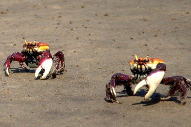 Aspectos biológicos de alguns caranguejos: Suas características são: patas carnudas, peludas e arroxeadas.