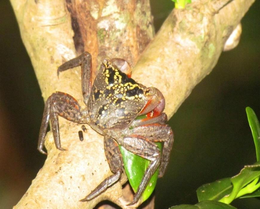 Aspectos biológicos de alguns caranguejos: É encontrado em ramos e troncos das árvores de manguezal.