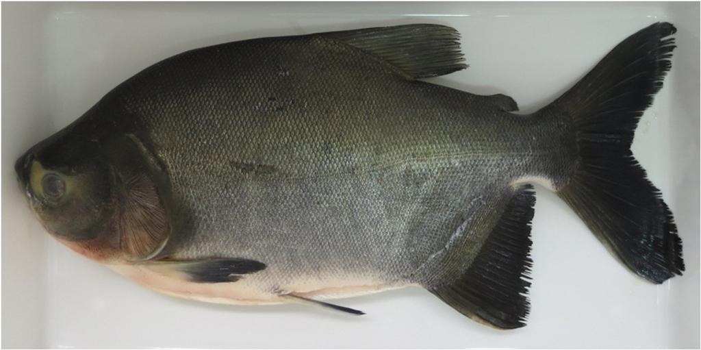 19 Figura 1: Tambaqui Segundo Cartonilho (2011), o tambaqui pode ser classificado como um peixe semigordo, a composição de seus cortes (costela, lombinho e postas) podem ser observados na Tabela 1.