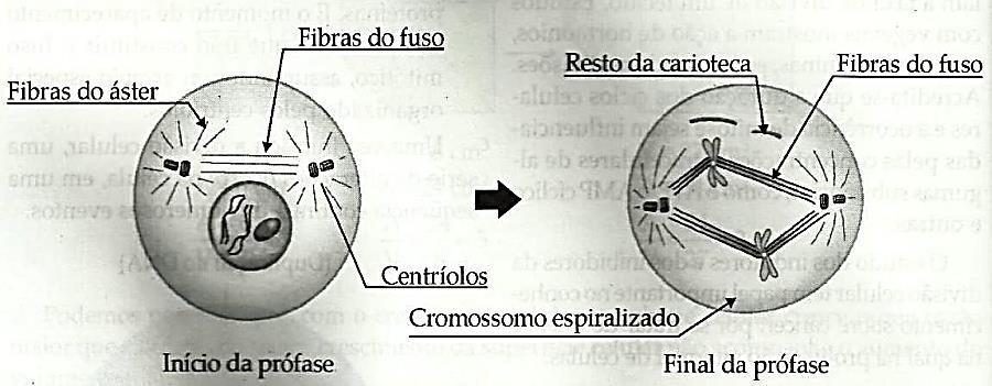 Caso o dano no DNA não possa ser reparado a célula realizará APOPTOSE (morte celular programada), ou seja, os lisossomos se romperão liberando enzimas digestivas que agirão sobre a própria célula.