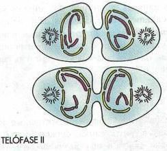 Fibras do fuso ligadas aos centrômeros (cinetócoros). Separação das cromátides-irmãs.