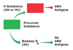 Formação de Fenótipos ABO e Bombay A Atividade do Gene Secretor (Sese) Aproximadamente 78% da população dos Estados Unidos secretam substâncias ABH solúveis de mesma especificidade que suas hemácias