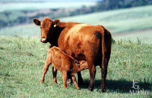 INTRODUÇÃO Vacas amamentando geralmente não