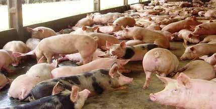InfoCarne Nro 170 19 de Outubro de 2018 Caso de peste suína no Ceará não oferece risco à produção nacional, diz ABPA A Associação Brasileira de Proteína Animal (ABPA) afirmou, em nota, que não há