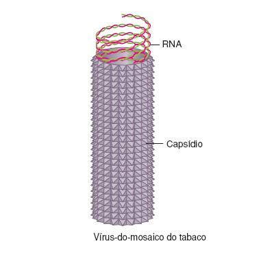 3) Estrutura dos vírus Vírion = Partícula viral completa (ácido nucleico + capsídeo proteico).