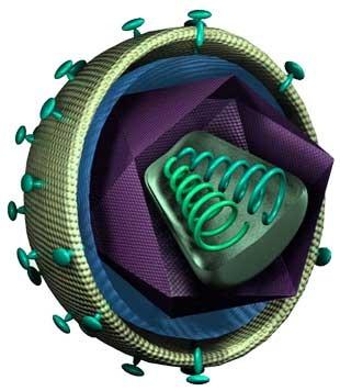 8) Retrovírus - HIV o o o o Atenção: Para ser considerado retrovírus, não basta possuir RNA é necessário a presença da enzima transcriptase reversa. Vírus Envelopado.