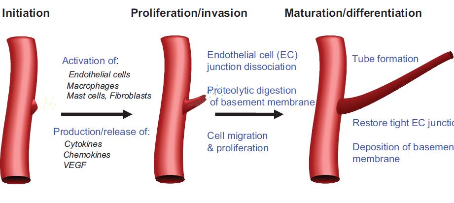 Endotélio Início Invasão - Proliferação Ativação Células endoteliais Macrófagos Mastócitos, Fibroblastos Produção/Liberação Citocinas Quimiocinas FVDE Fatores Angiogênicos FVCE Fator vascular