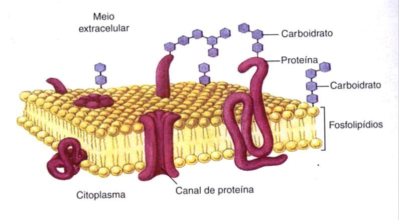 A Membrana Plasmática Envolve e protege todo o interior da célula.