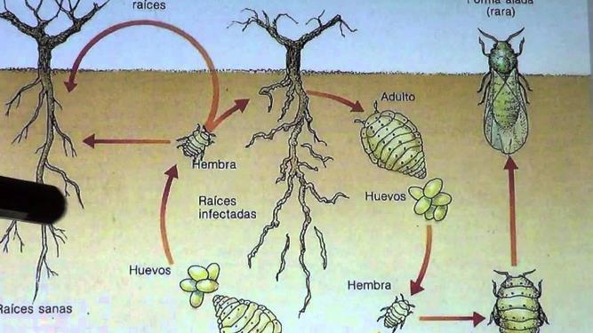 afetadas.