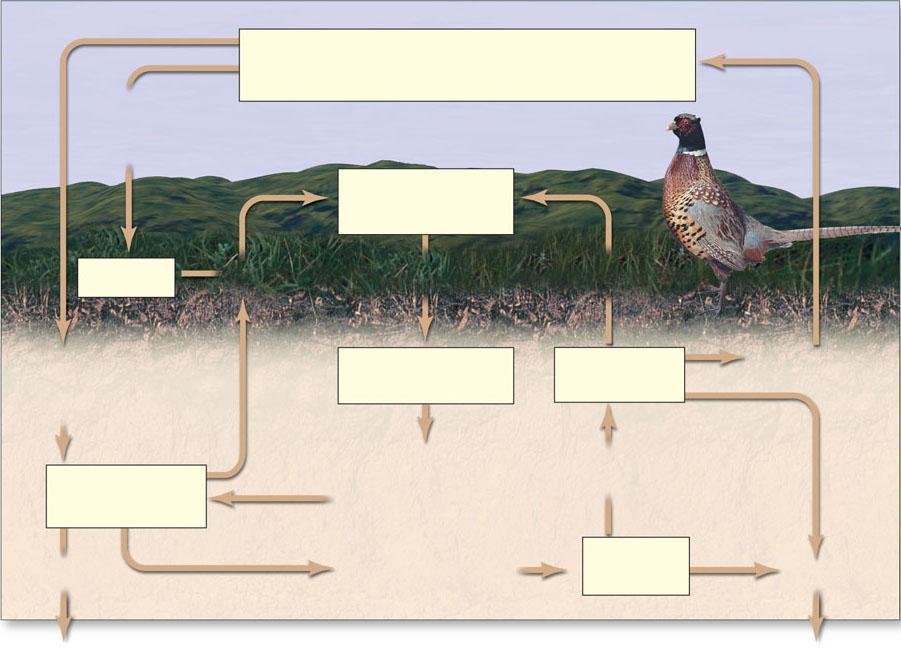 Fixação do Nitrogênio pela indústria e para a agricultura Nitrogênio Gasoso (N 2 ) na Atmosfera Teias alimentares na terra Fertilizantes Fixação do Nitrogênio Bactérias convertem o N 2 em amonia (NH