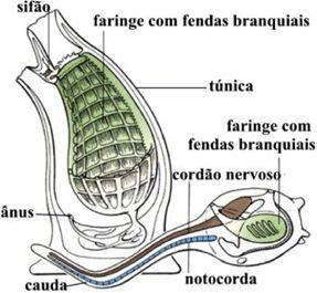 Classificação dos Cordados Grupo dos Protocordados (cordados evolutivamente mais primitivos) - Animais de pequeno porte