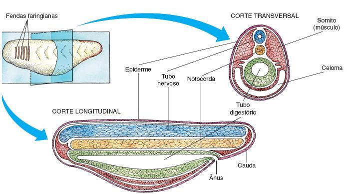 Filo Chordata (Cordados Característica exclusivas - Notocorda: bastão cilíndrico e maciço,