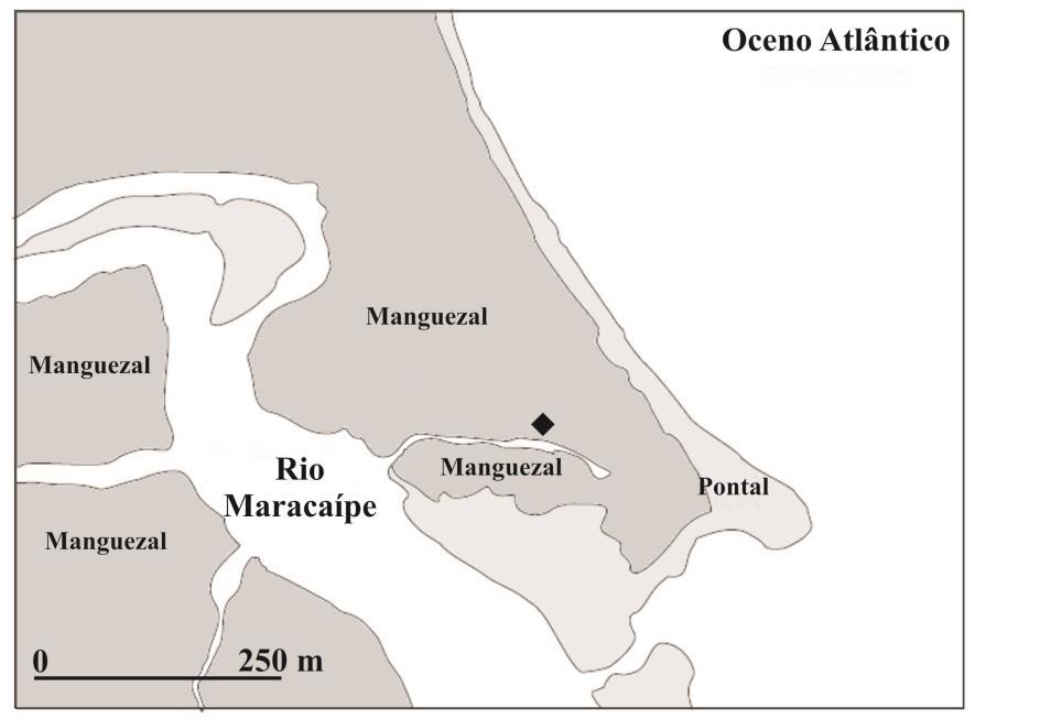39 3.2. Material e Métodos Áreas de estudo A meiofauna submetida às condições experimentais foi obtida no estuário do Rio Maracaípe (08 32 21.42 S; 35 00 21.
