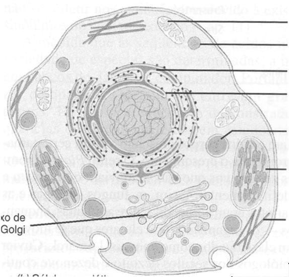 peroxissomo Núcleo primordial Elementos do