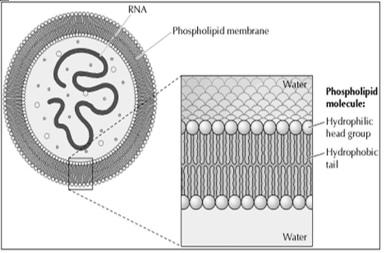 RNA atividade enzimática 2 o.