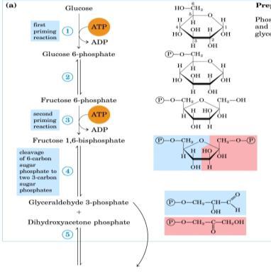 A Glicólise possui 2 fases: Fase preparatória A Glicólise possui 2 fases: Fase compensatória Ativação ou Fosforilação da glicose e sua conversão para gliceraldeído 3-fosfato. A energia é gasta!