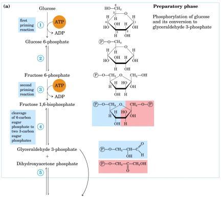Nesta 1ª Fase temos: Glicose + ATP Glicose -6-Fosfato + ADP 1ª reação preparatória - Utilização de ATP (2 Moléculas) 2ª reação preparatória livagem do açúcar fosfato de 6 em 2 açúcares fosfato de 3 -