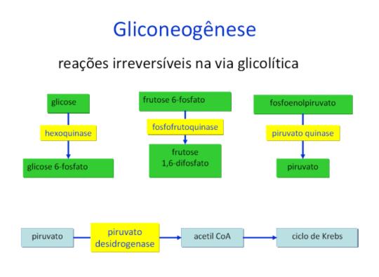 fosfofrutoquinase - Velocidade é ajustada para ATP e intermediários G6P,