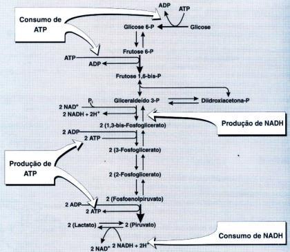 Perfil metabólico dos órgãos Resumo da glicólise anaeróbica. As reações envolvendo a produção ou consumo de ATP ou NADH estão indicadas.