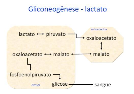 a partir do Lactato e aminoácidos TG Ács graxos Acetil oa TG Glicerol Dihidroxiacetona-fosfato Glicose Piruvato Fígado Glicólise NH3 uréia Glicose Proteínas Aas