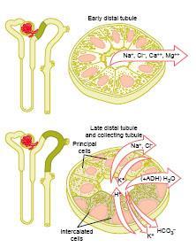Fluido tubular fica mais hipotônico (solutos/água diminui). Túbulo Distal e Túbulo Coletor Reabsorção ativa de solutos.