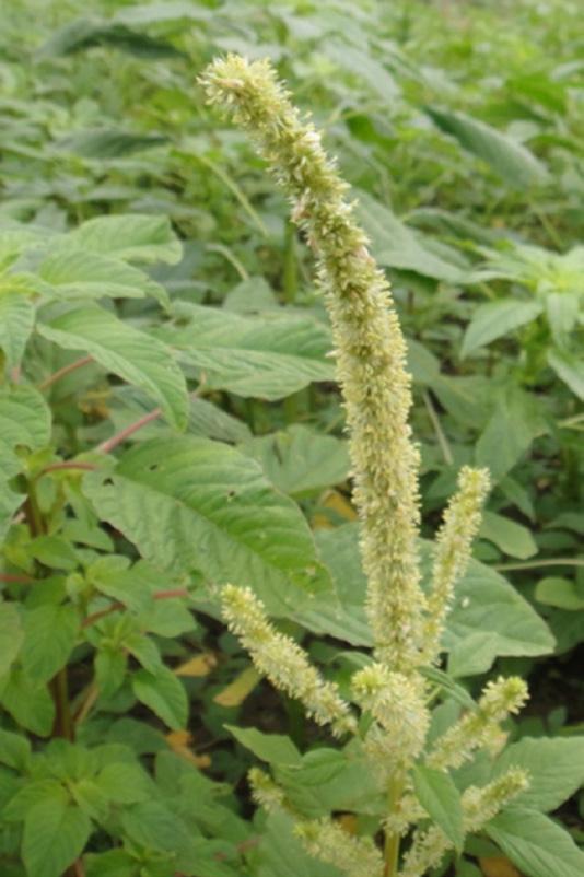 Marca d agua na lâmina foliar Algumas plantas de caruru-palmeri podem apresentar folhas com uma marca d agua branca em