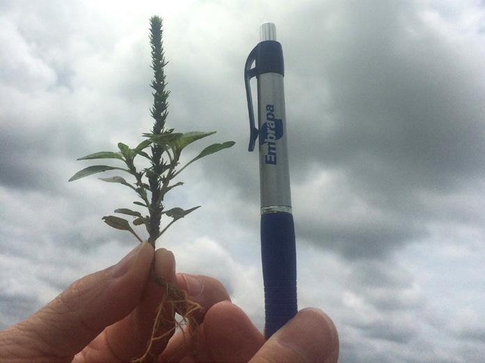 Caracterização e manejo de Amaranthus palmeri 37