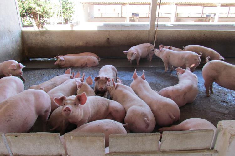 Instalações na Suinocultura Galpão gestação - Após a cobertura, as porcas vão para as baias coletivas ou gaiolas de gestação individuais. - É indicado cerca de 10 m²/baia com 4 porcas.