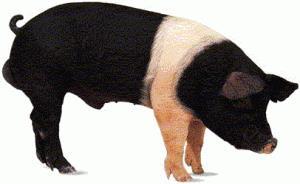 Raças de suínos expressivas no Brasil Hampshire Origem estrangeira Originária dos EUA.