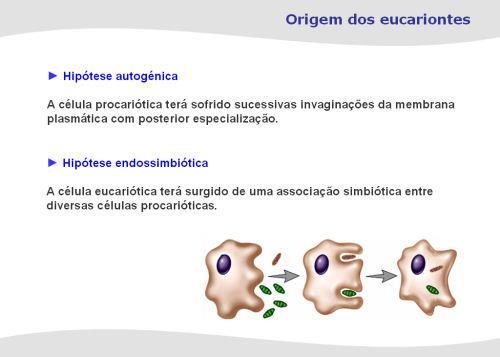 Origem dos eucariontes Hipótese autogénica A célula procariótica