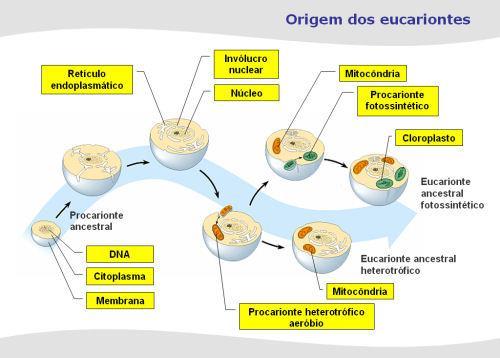 Origem dos