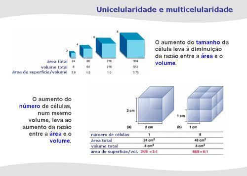 Unicelularidade e multicelularidade - O aumento do tamanho da célula leva à diminuição da razão entre a área e