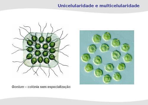 Unicelularidade e multicelularidade Os seres eucariontes unicelulares formam, por vezes, agregados.