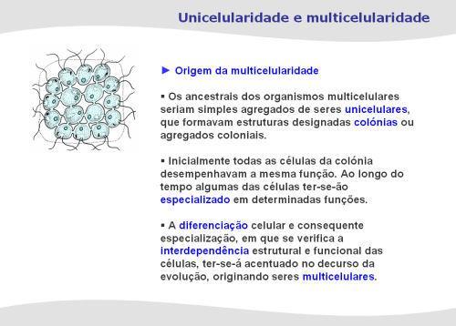 Unicelularidade e multicelularidade Origem da multicelularidade - Os ancestrais dos organismos multicelulares seriam simples agregados de seres unicelulares, que formavam estruturas designadas