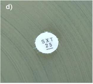 de leitura). Controle de qualidade: Escherichia coli ATCC 25922 Agentes diversos Conteúd o do diâmetro do halo (mm) disco S I R < Sulfametoxazol-trimetoprim 1,2 4 - >4 23,75-1,25 16 A - <16 A 1.