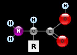 Doenças do catabolismo dos aminoácidos α cetoglutarato Grupos α aminados dos AA NH 4+ + Glutamatmina 1 3 1 2 NH 4+ + 1 Glutamato NH 4+ + α cetoglutarato 1