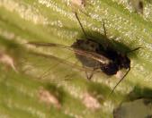 A temperatura ideal para o desenvolvimento de R. maidis fica entre 18 e 24 o C quando, aproximadamente sete dias após o nascimento das ninfas este inseto atinge a fase adulta (Gassen, 1996).