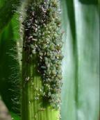A ocorrência de inimigos naturais dos pulgões, como larvas e adultos de coccinelídeos (joaninhas), crisopídeos e microimenópteros (múmias), deve ser observada, pois a presença de um grande número de