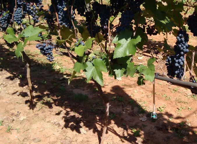 ISSN 1808-6802 COMUNICADO TÉCNICO 203 Jales, SP Dezembro, 2017 Demanda hídrica de videiras para a produção de uvas destinadas à elaboração